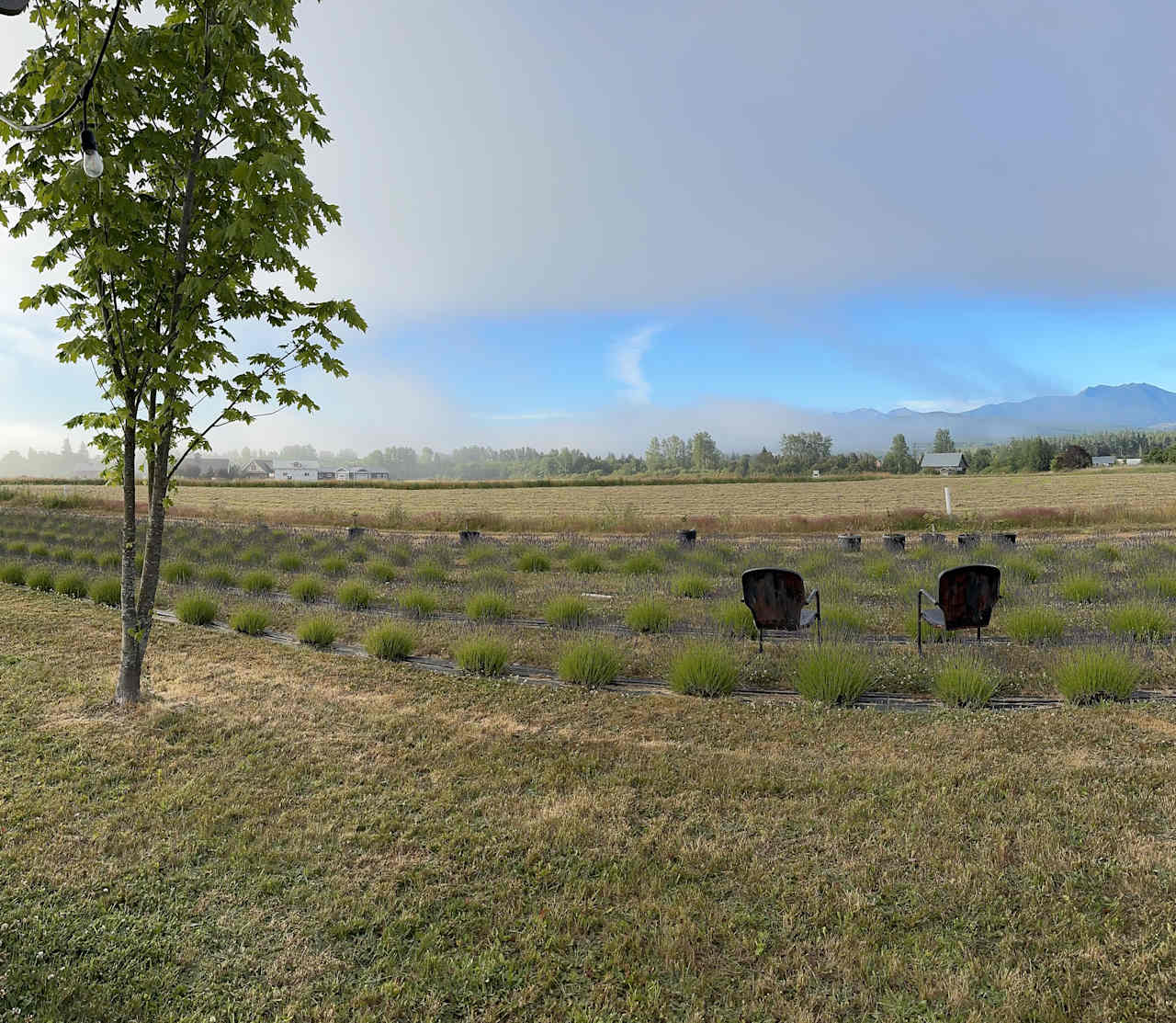 Rain Shadow Lavender Farm