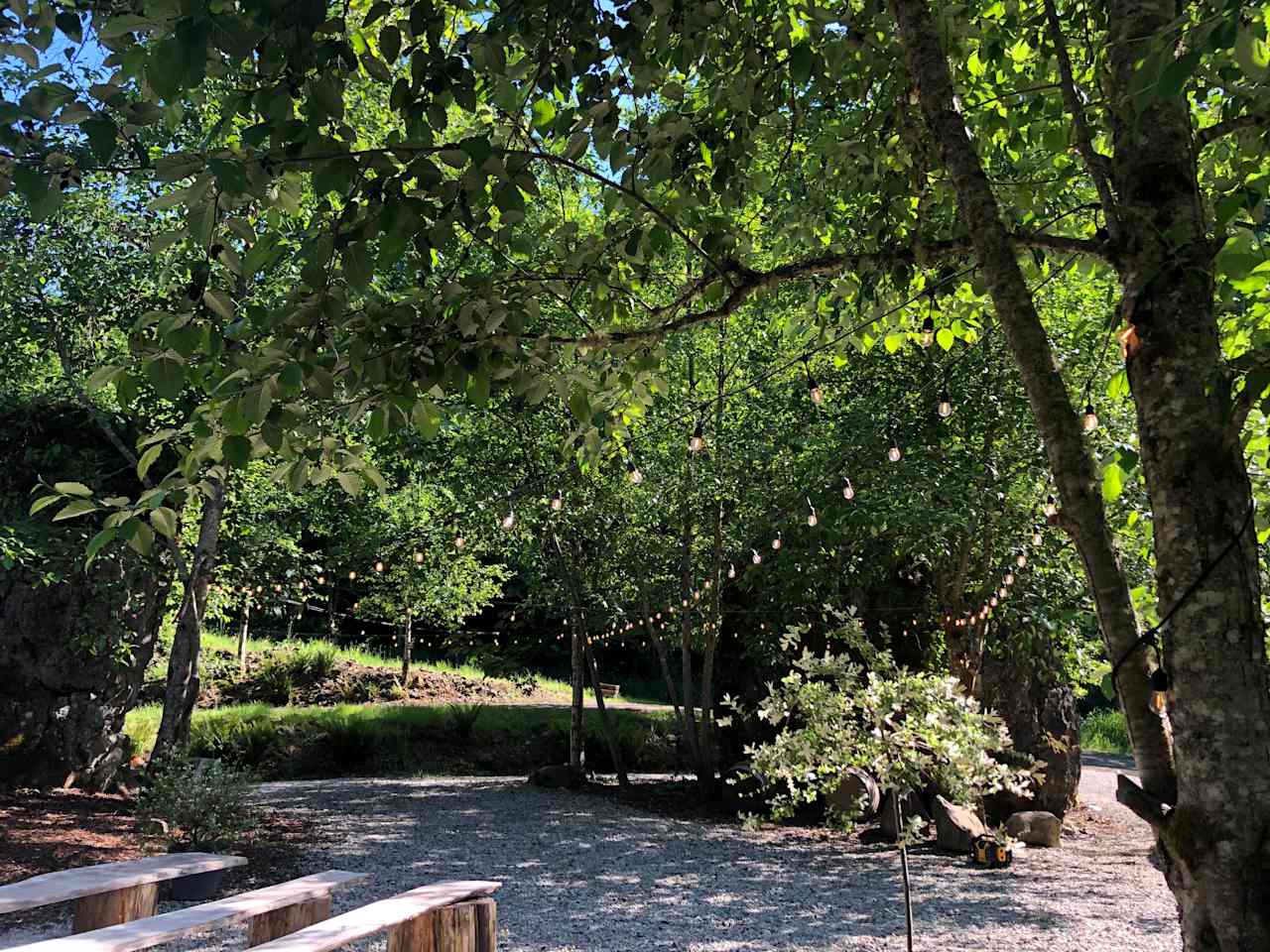 Three Cedar Trees
