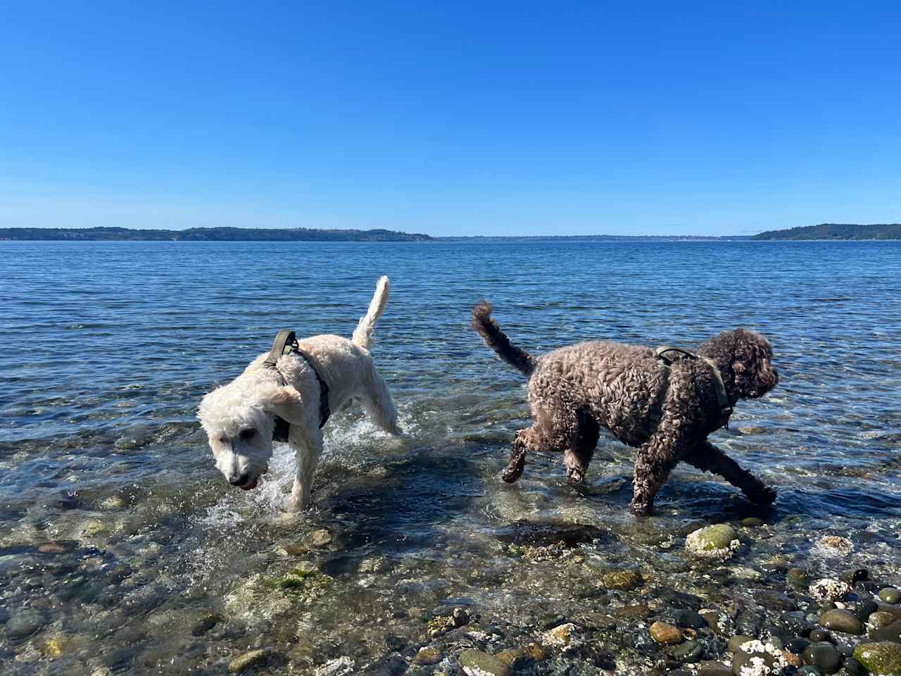 Private Beach, 15 Acres, Vashon
