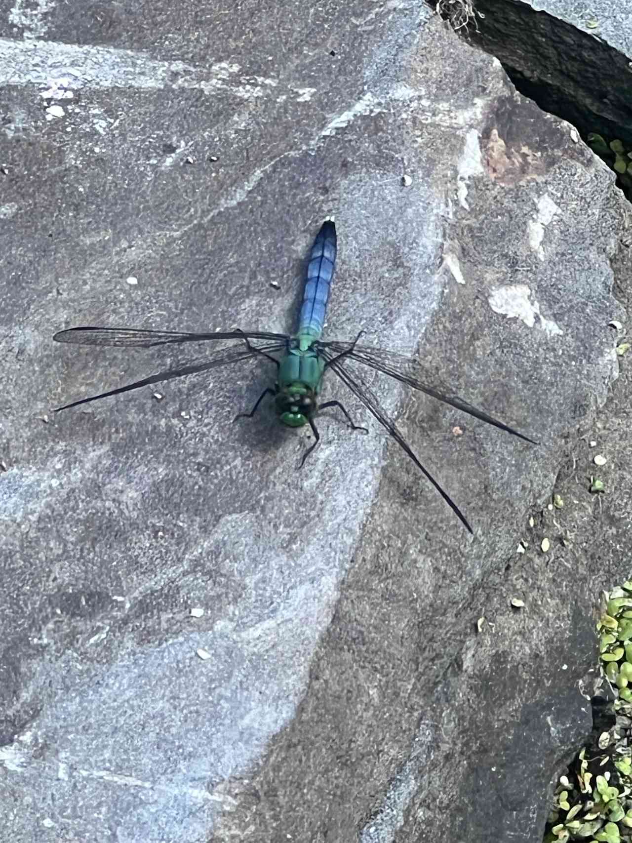 Naturerest