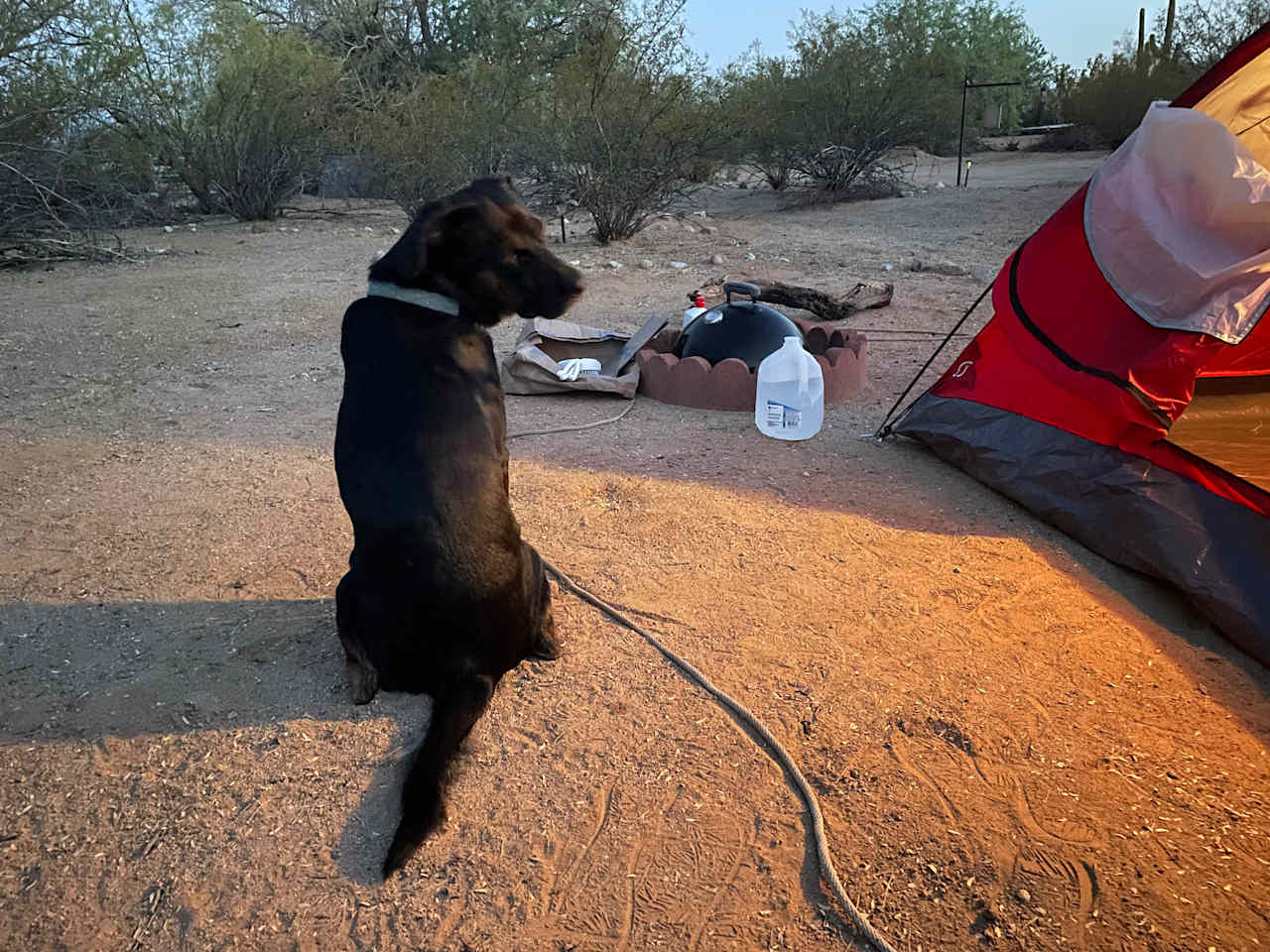 Largo loves camping 