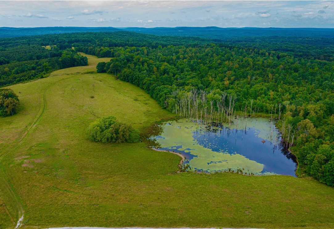 Black Willow Farm