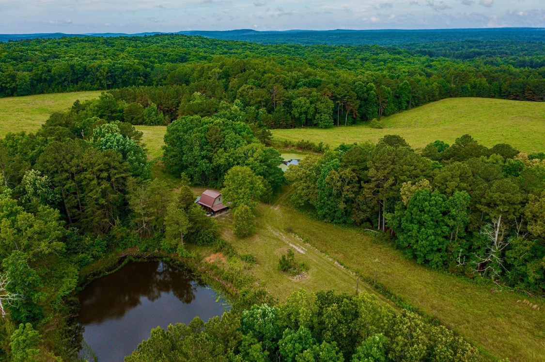 Black Willow Farm