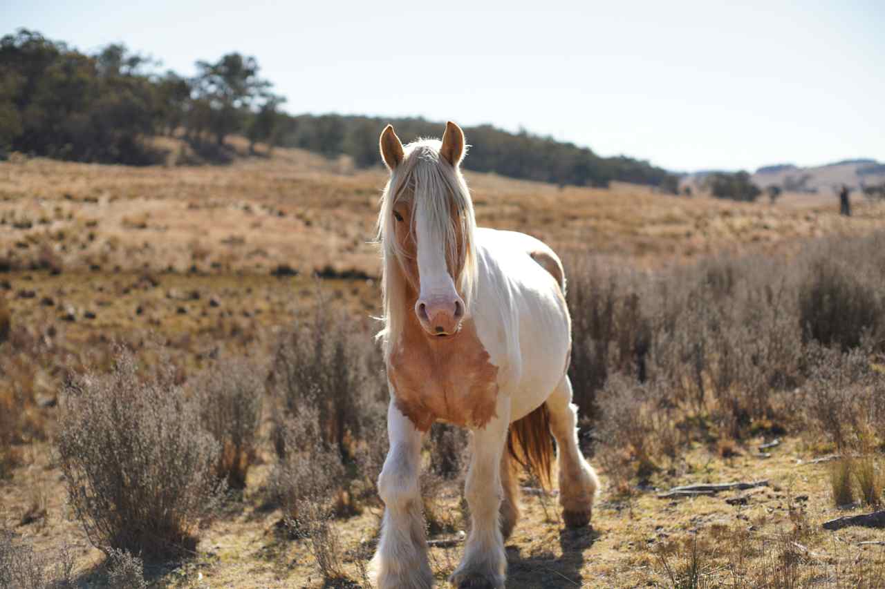one of the beautiful friendly horses