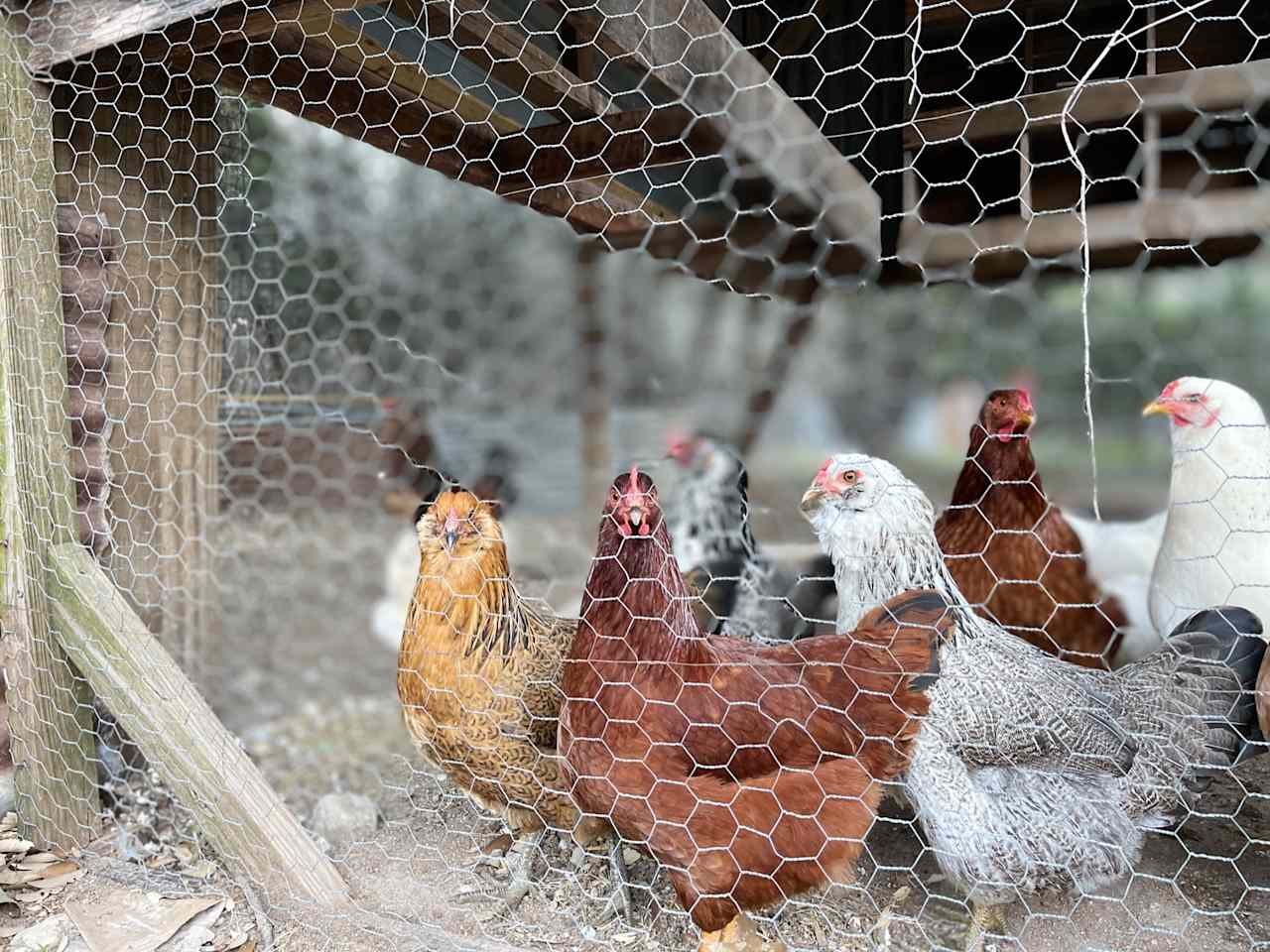 Fresh eggs each morning! 
