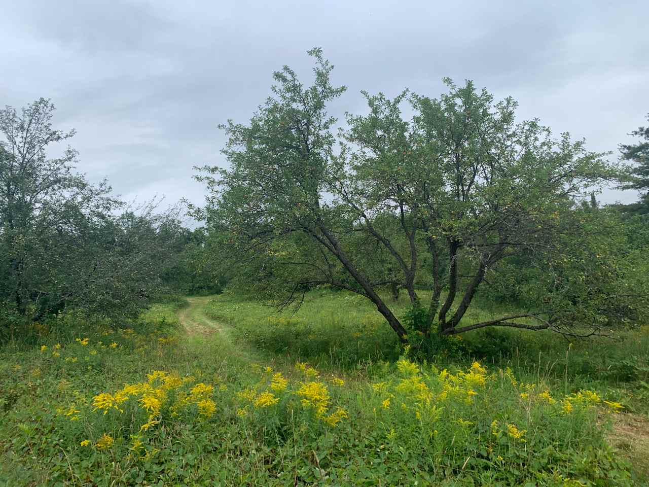 Mount Cabot Maple