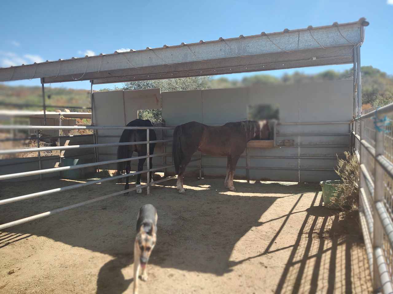 My horses and dog.