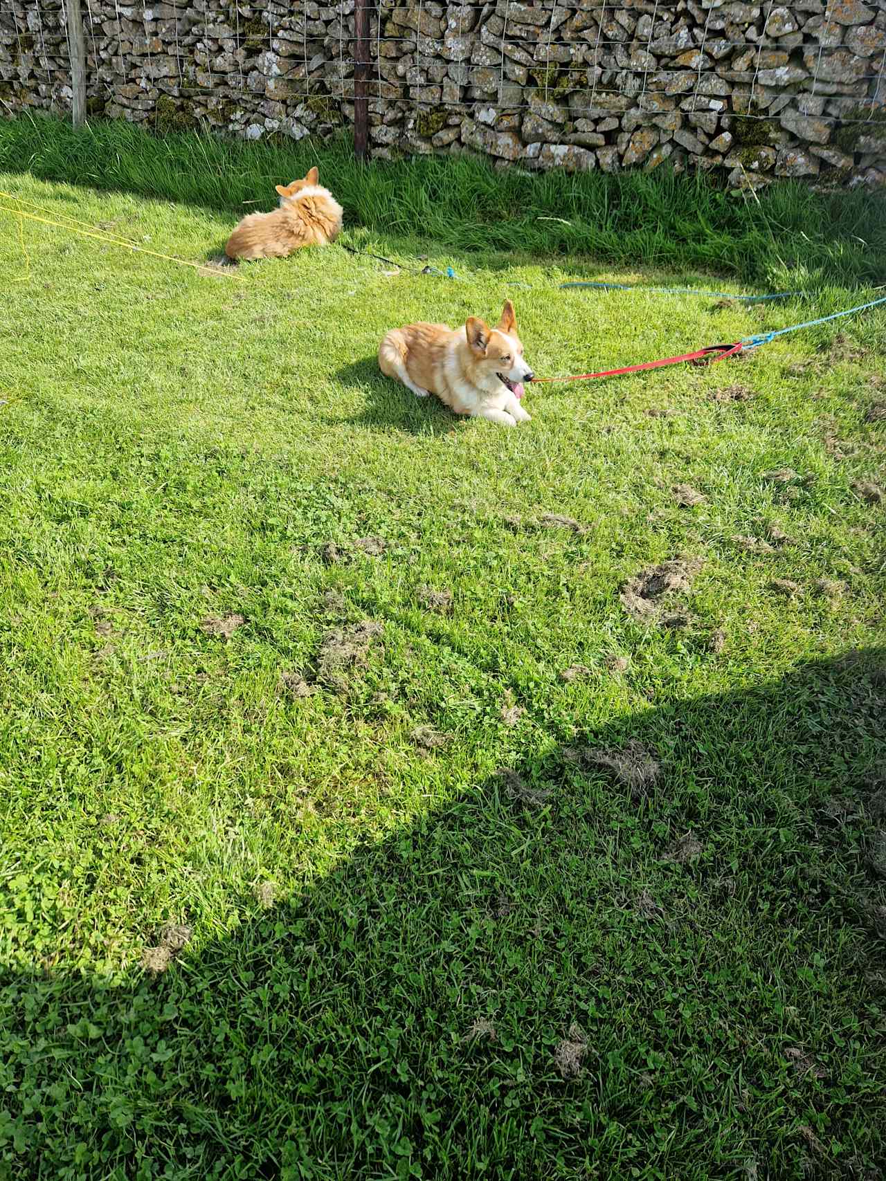 Dogs were so relaxed and happy here 