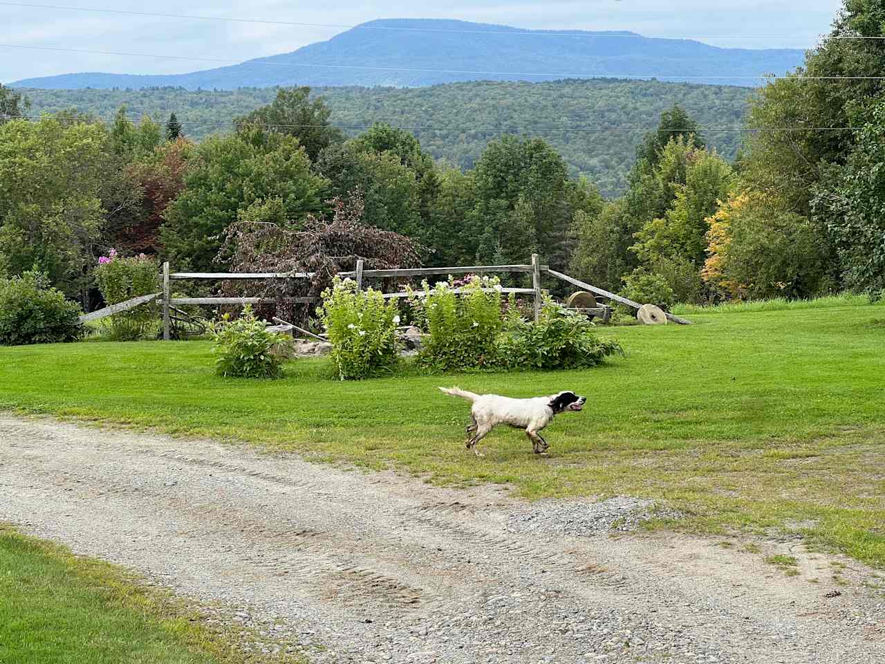 For Dogs Farm