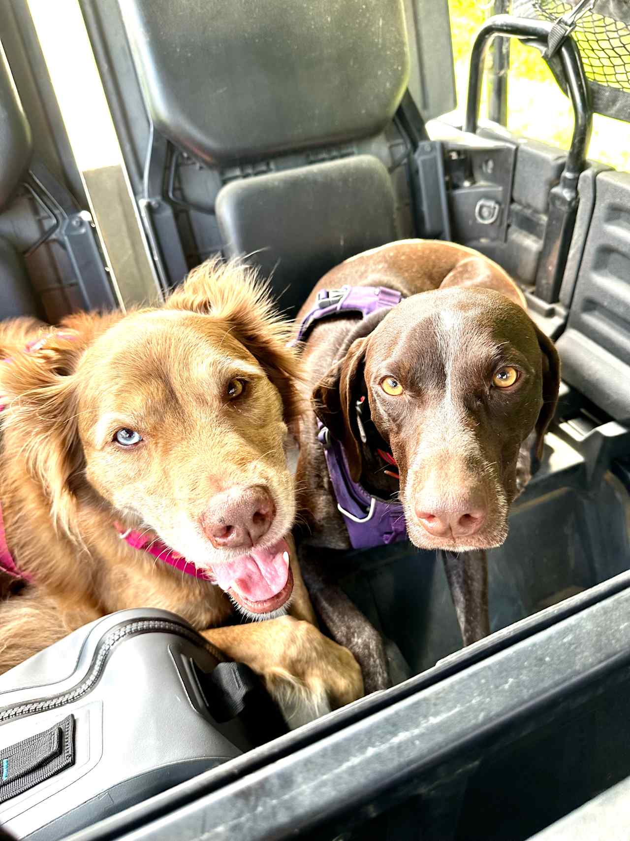 Dogs enjoyed cruising in the side by side too!