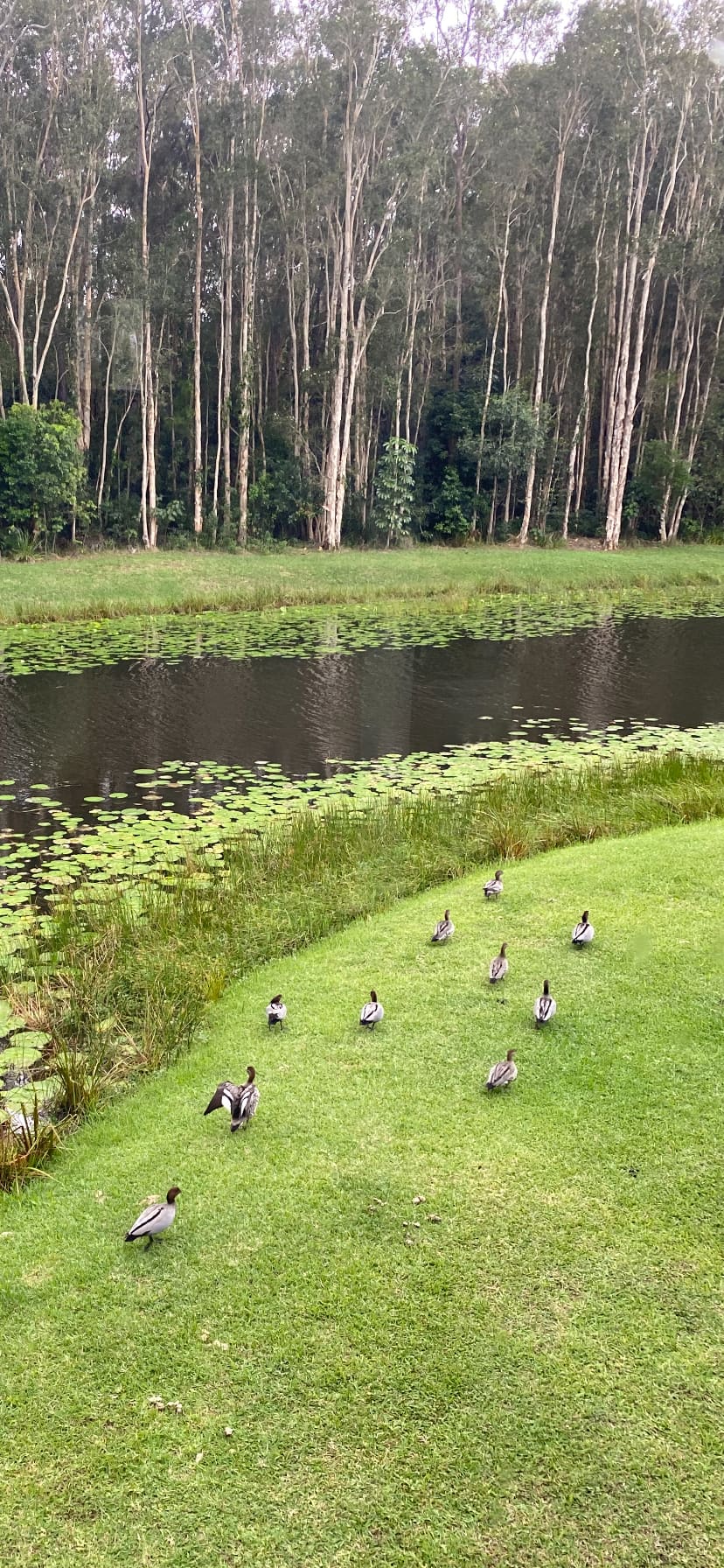 Local birdlife