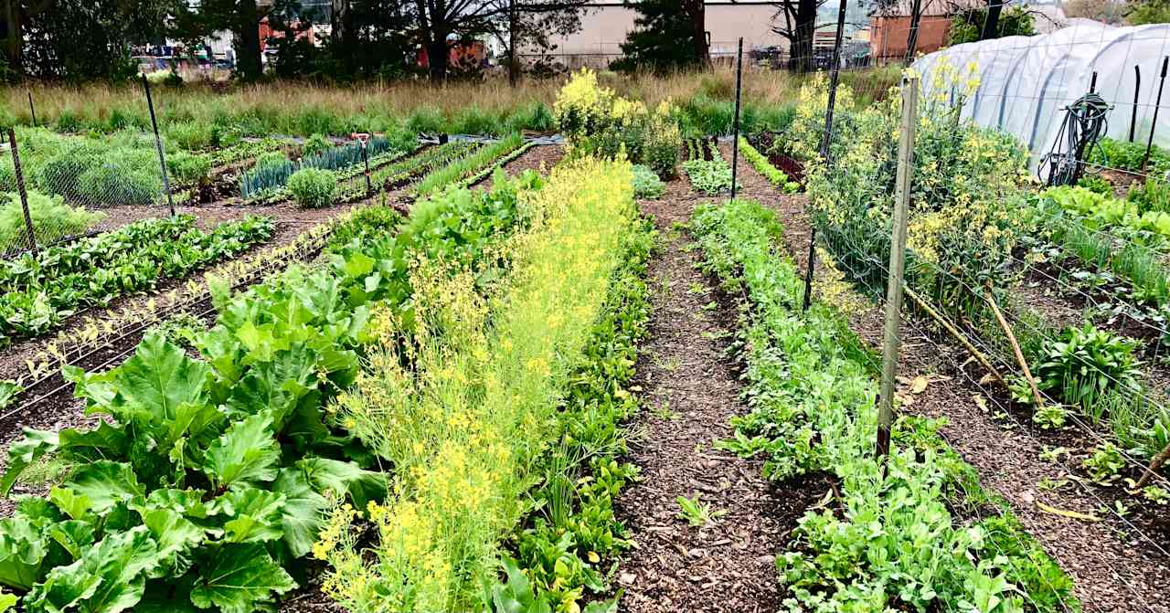 3 Veg Farm Bathurst