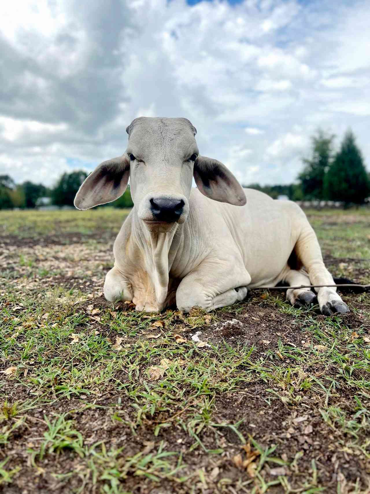 Florida Farm School & Animal Rescue
