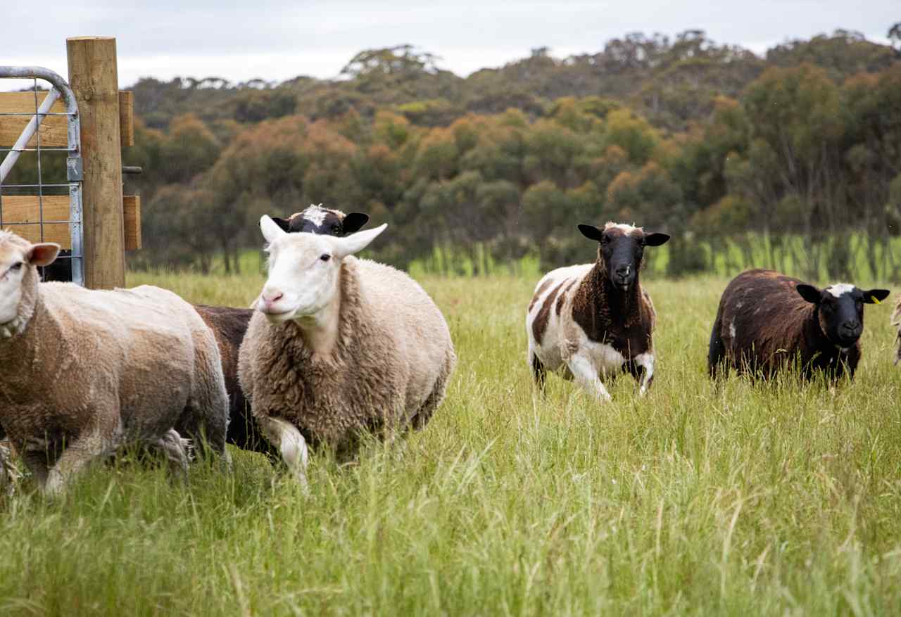 Friendly resident sheep at the rear of the property.