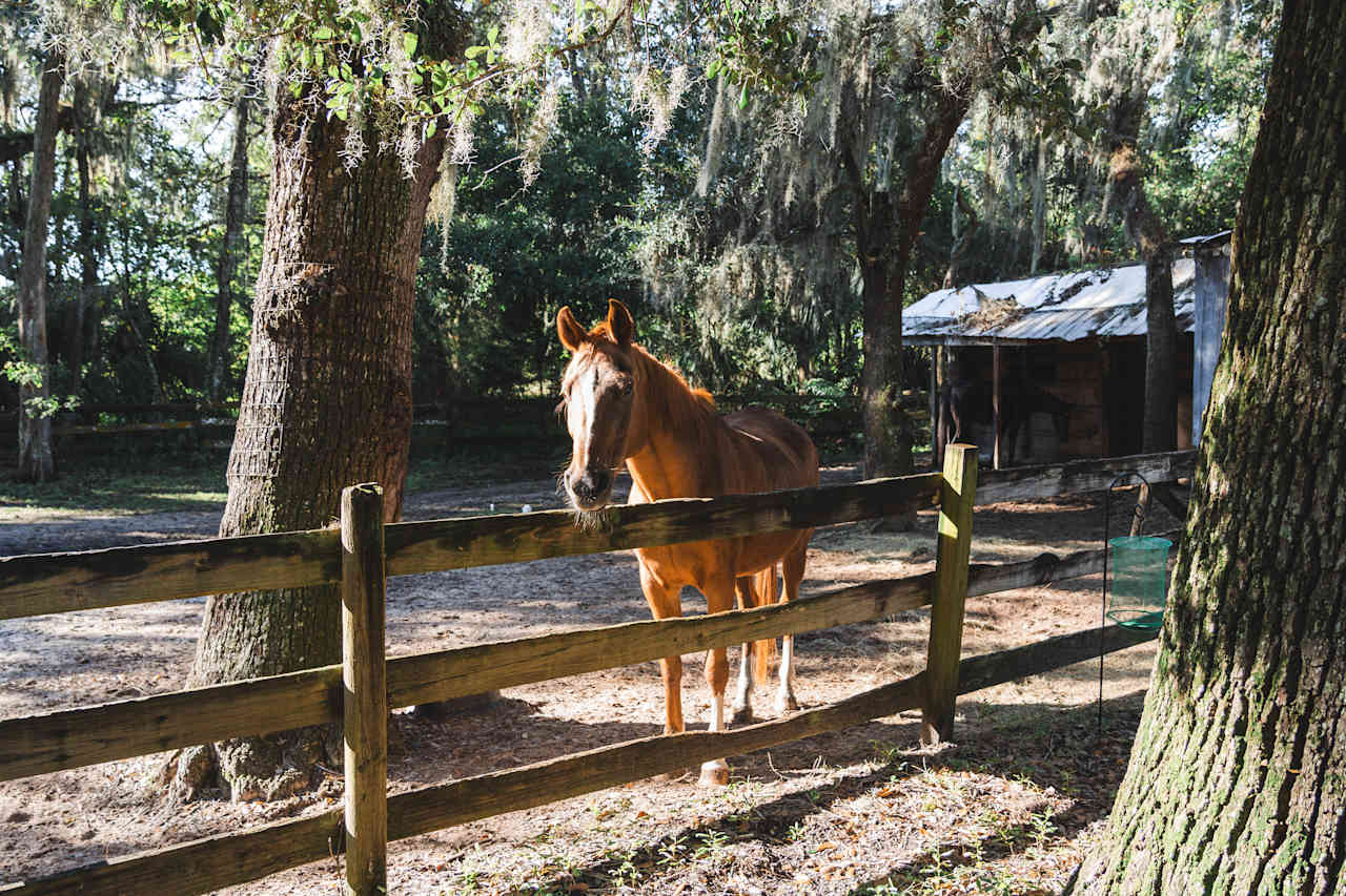Wooded areas in a horse pasture