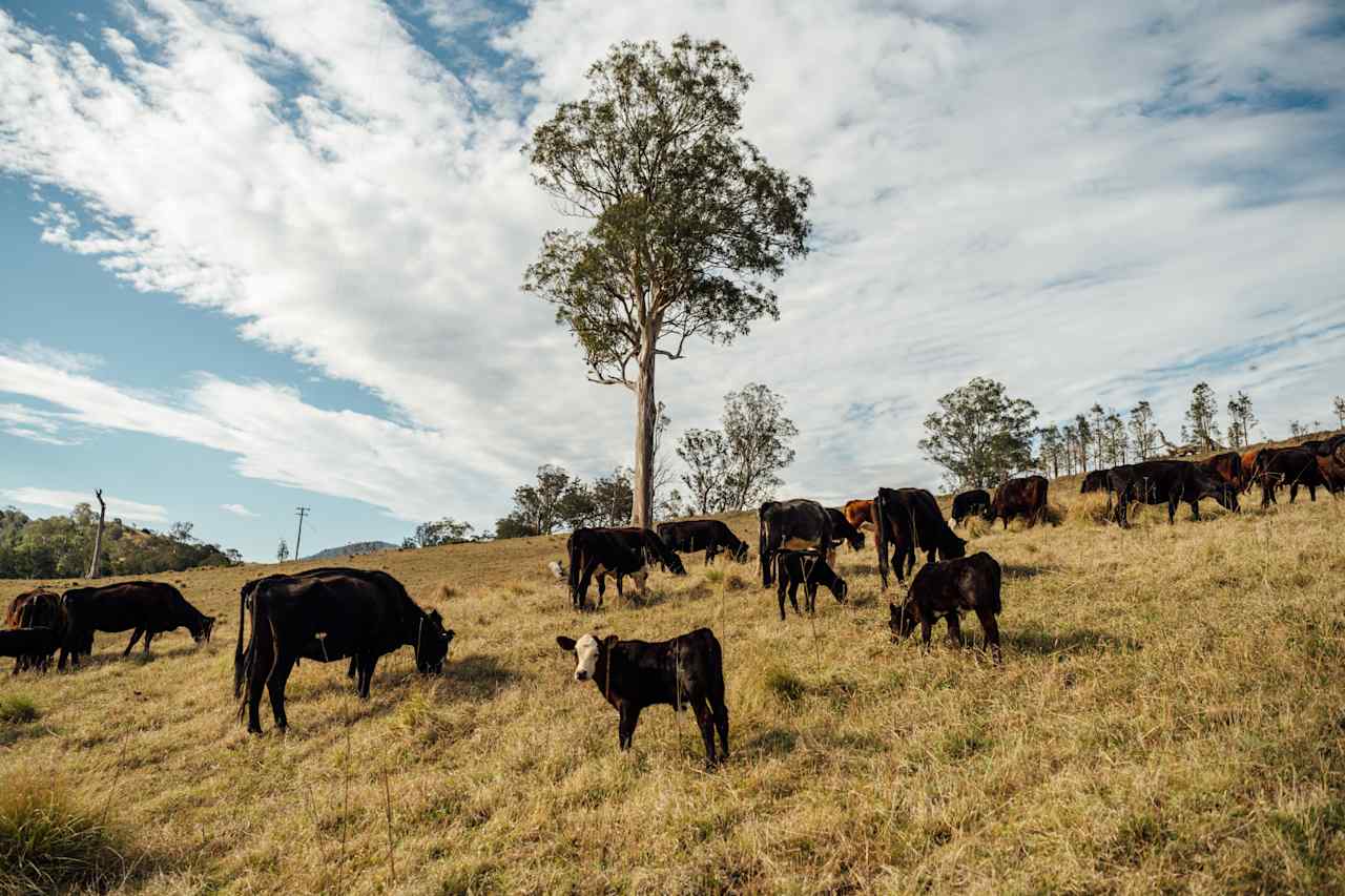 The sweetest baby cows!