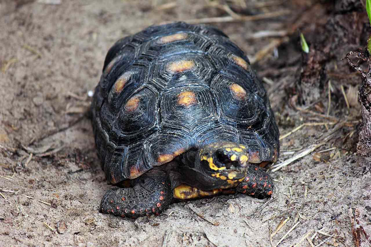 Gulf Winds Wildlife Sanctuary