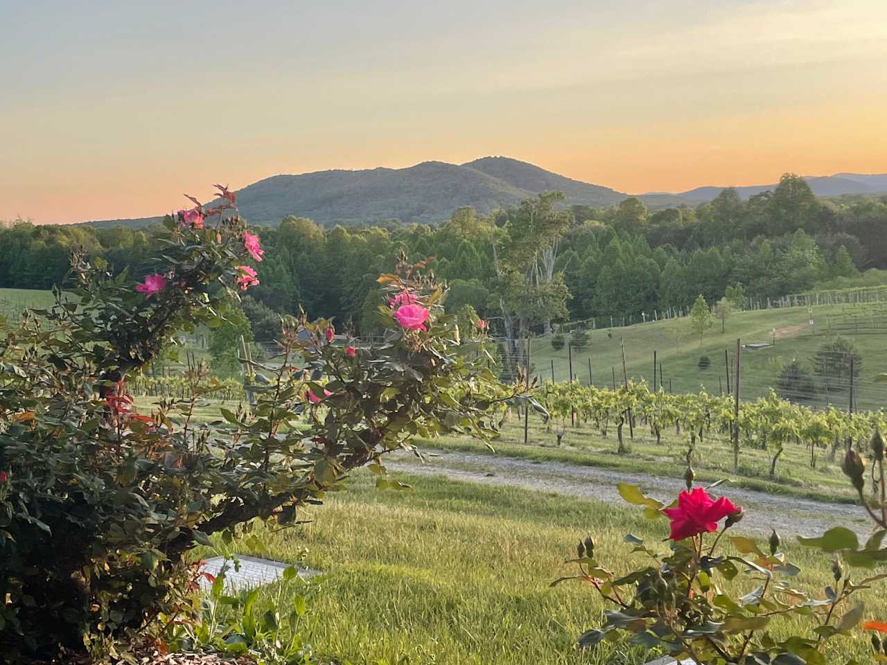 Round Peak Vineyards