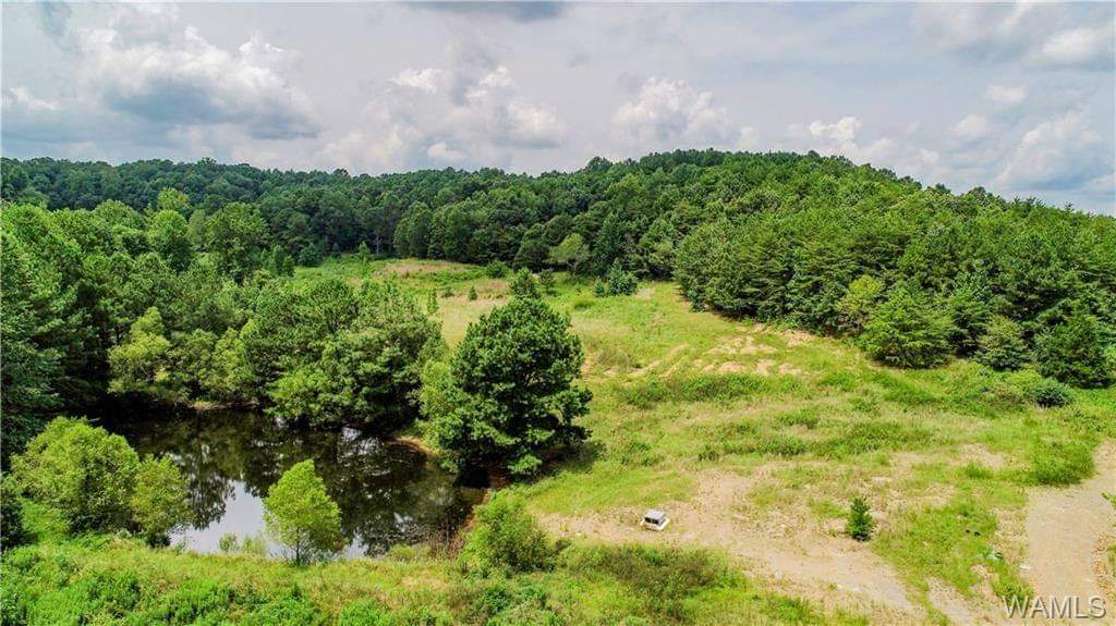This is one of our 1 acre ponds.  You might see turtles, fish, frogs, dragonflies and fireflies. Maybe even a deer or quail coming to drink. 