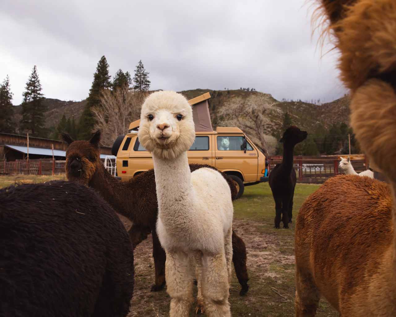 L.Davis Ranch and Olde LYFE Alpacas