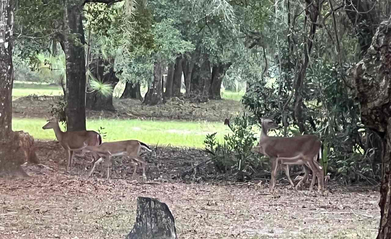 Deer