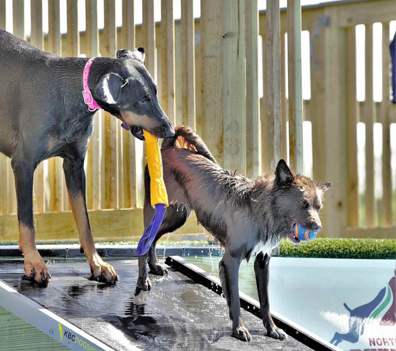 Bratty Paws Dog Plex