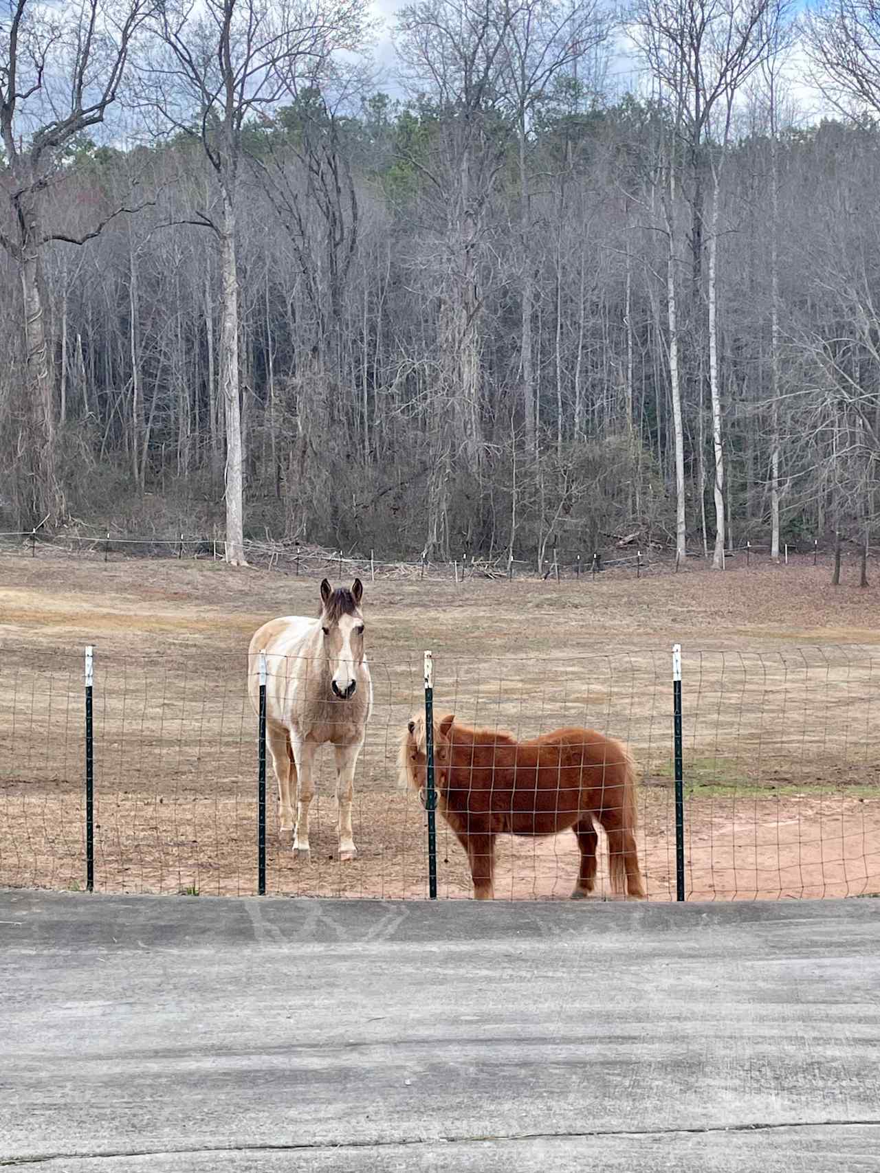 Horses on property 