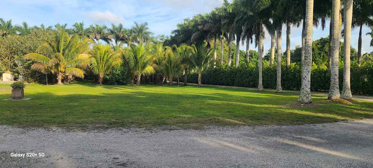 Redlands Palmgrove