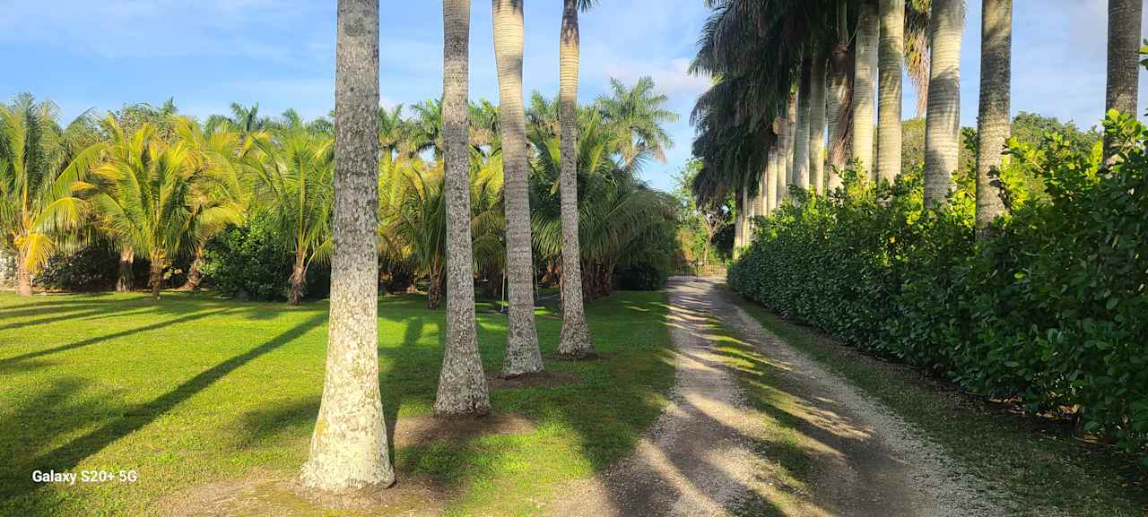 Redlands Palmgrove