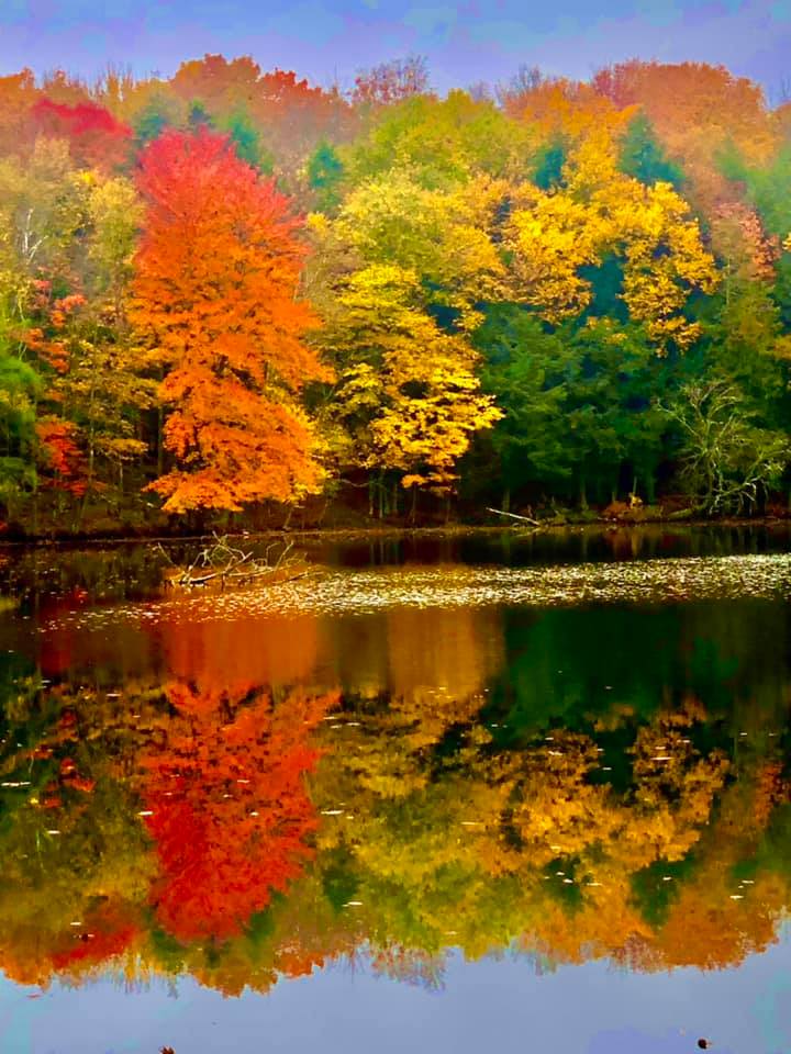 Fitzlow Forest