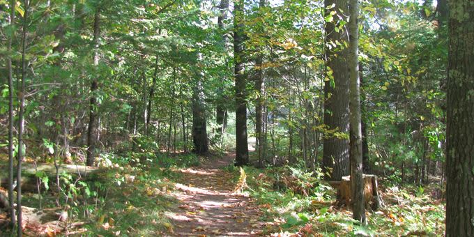 Fitzlow Forest