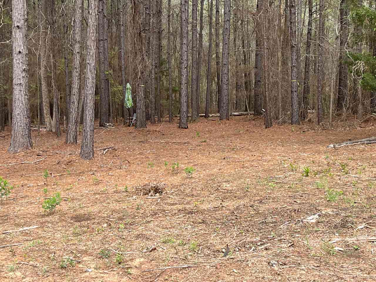 Forest East