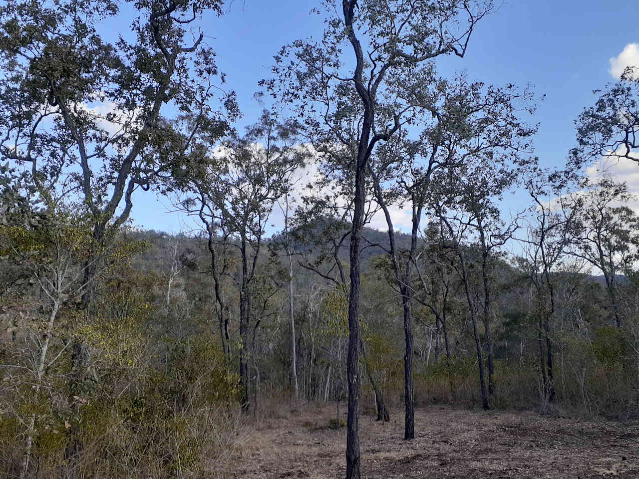 Curragundi Ridge