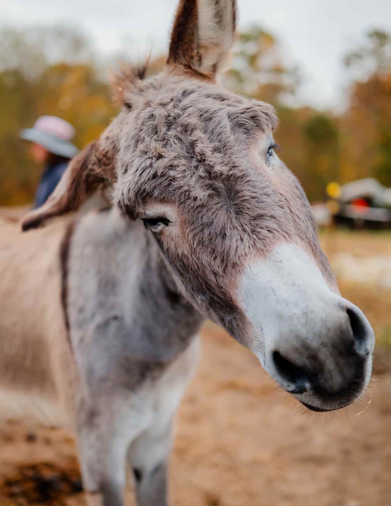 Glamping with the Wild Horses