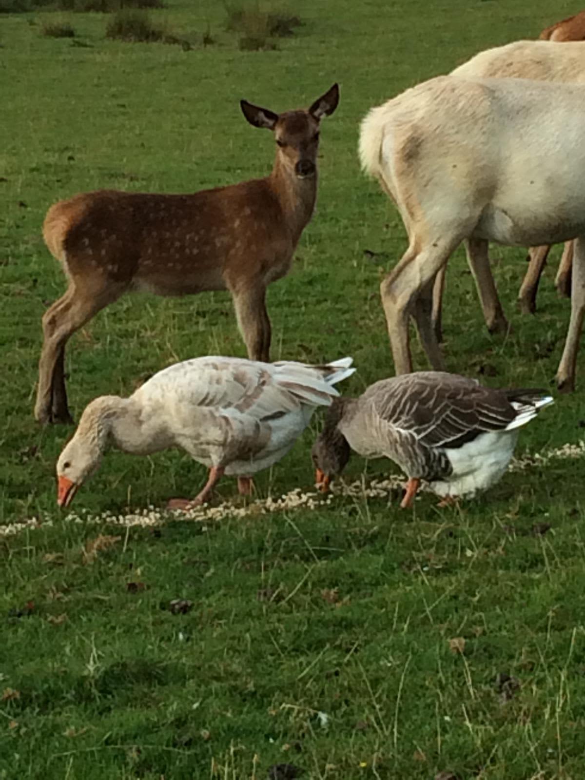 The Deer Park Glamping,