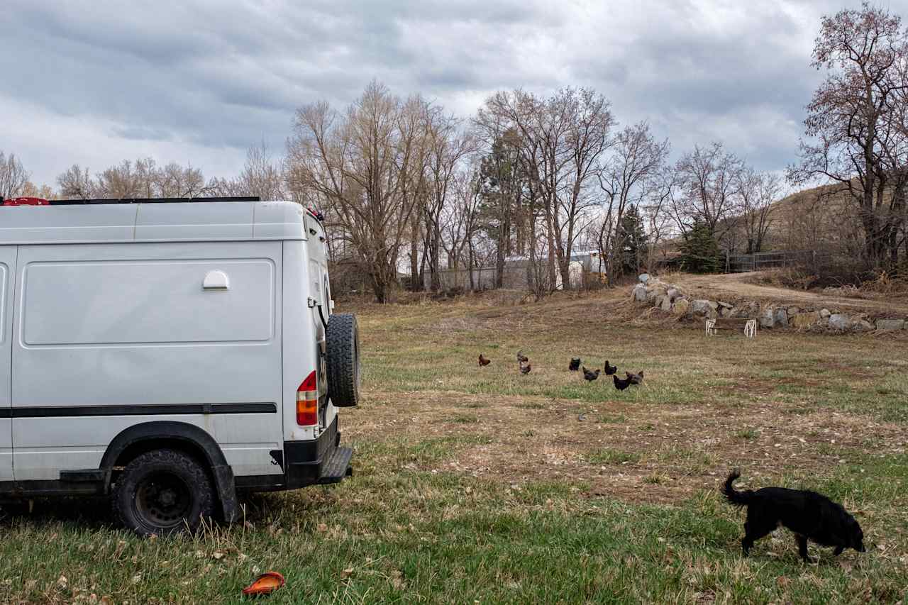 Boulder Chicken Ranch