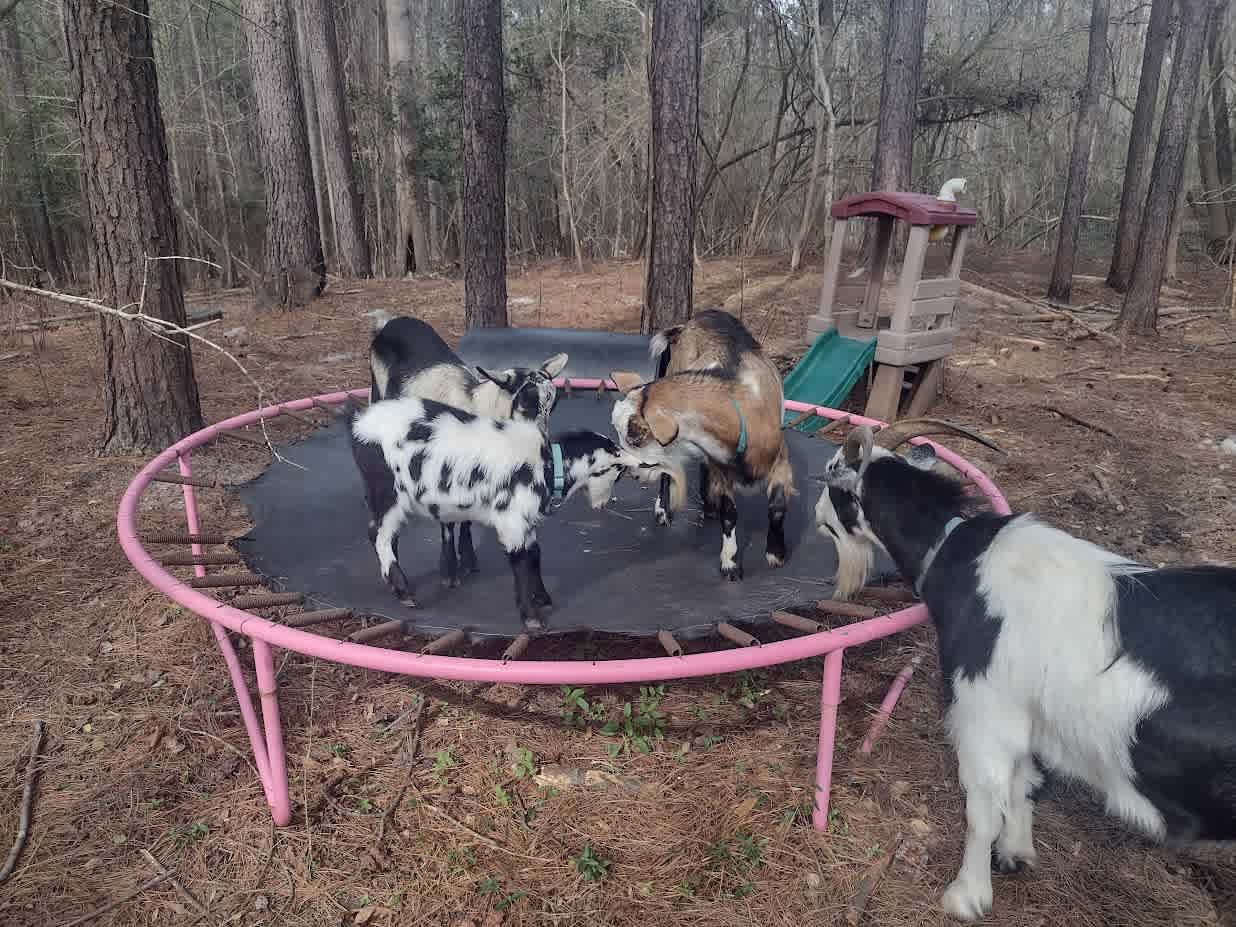 Some of our goats 