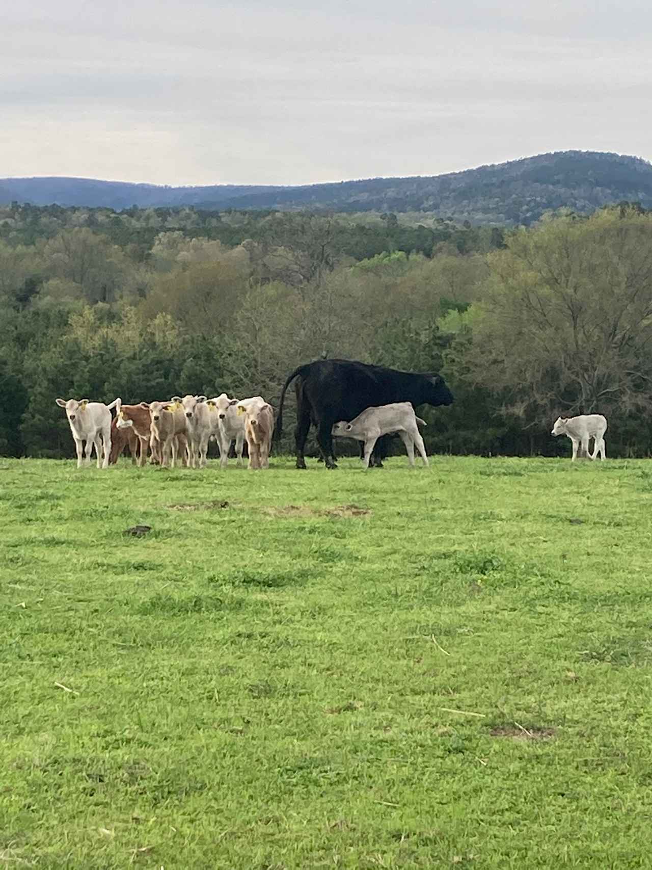 Working Ranch Best Area