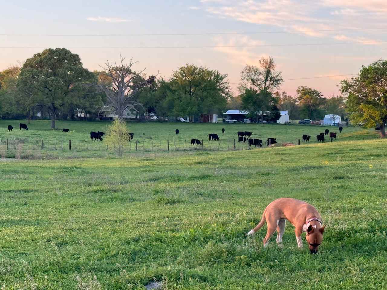Lost Coyote Ranch