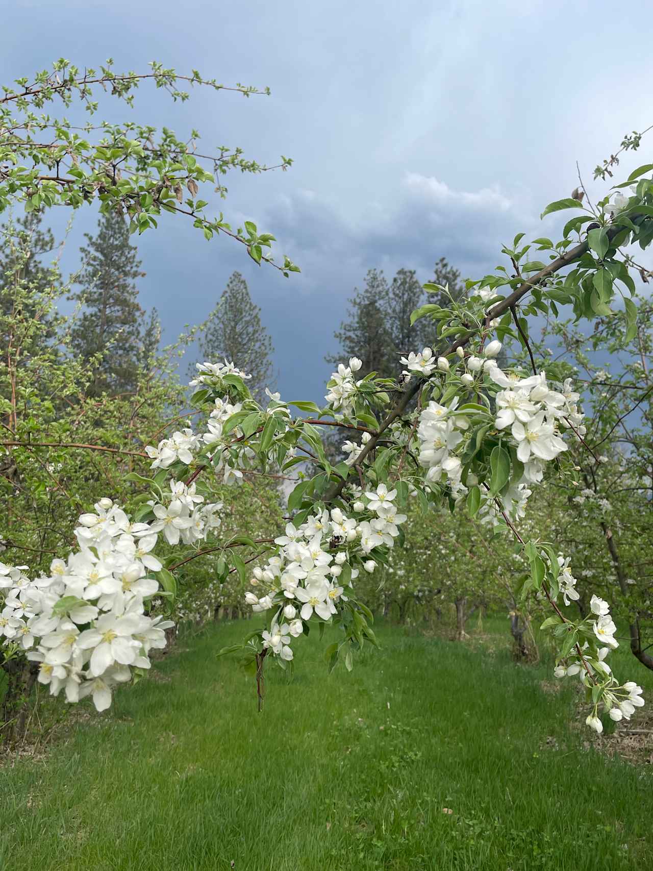 Sherman Creek Orchard