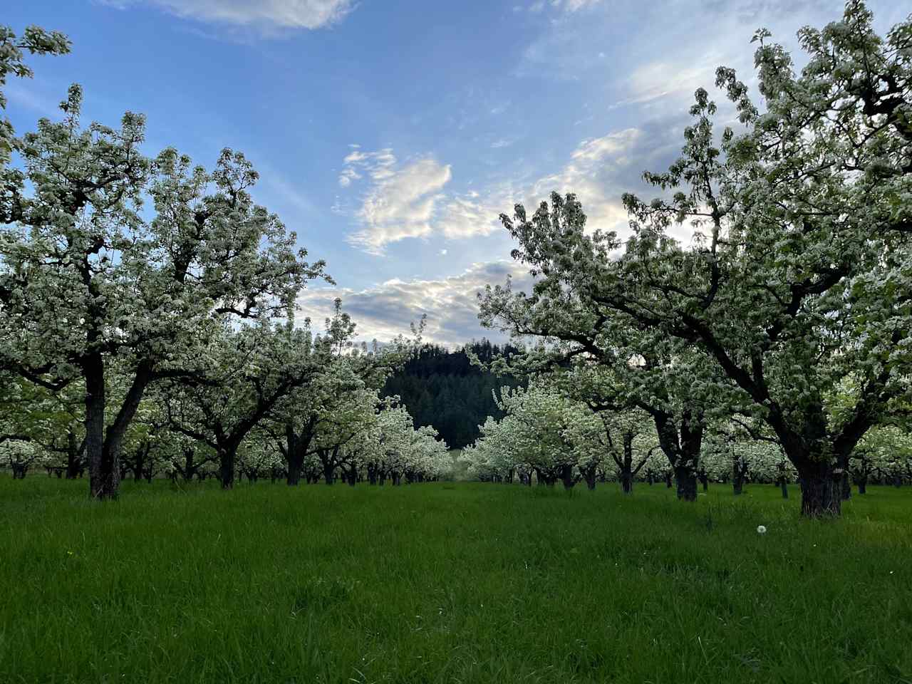 Sherman Creek Orchard