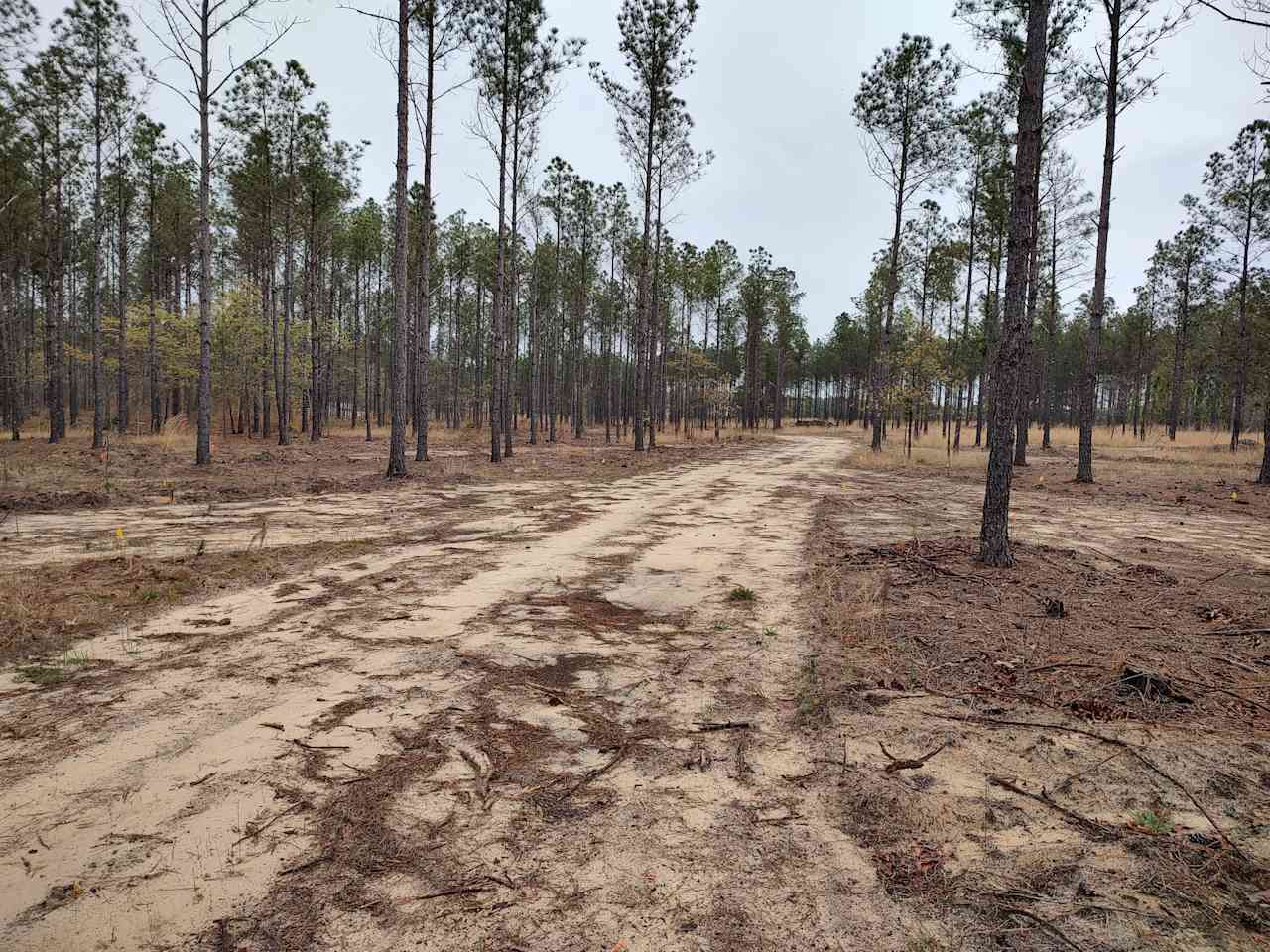 Broken Tree Ranch
