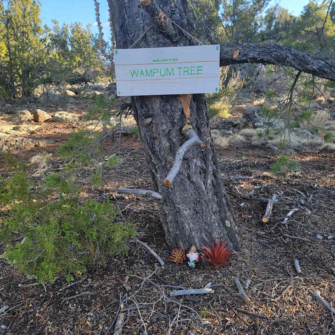 Wampum Tree Camp