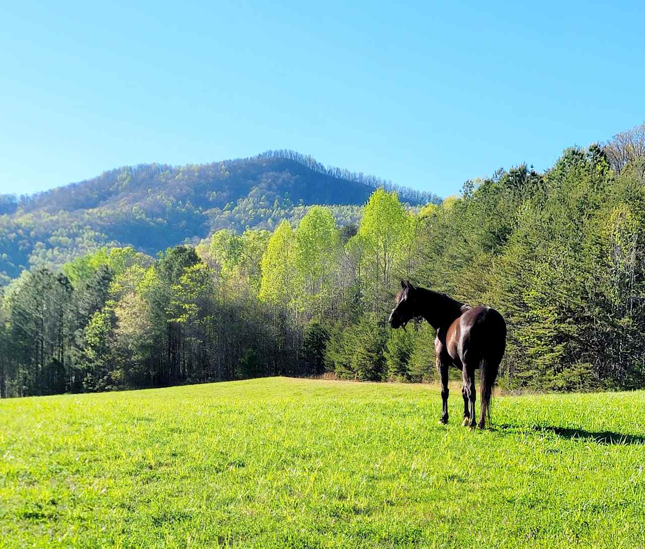 Fox Mountain Meadows Tryon, NC