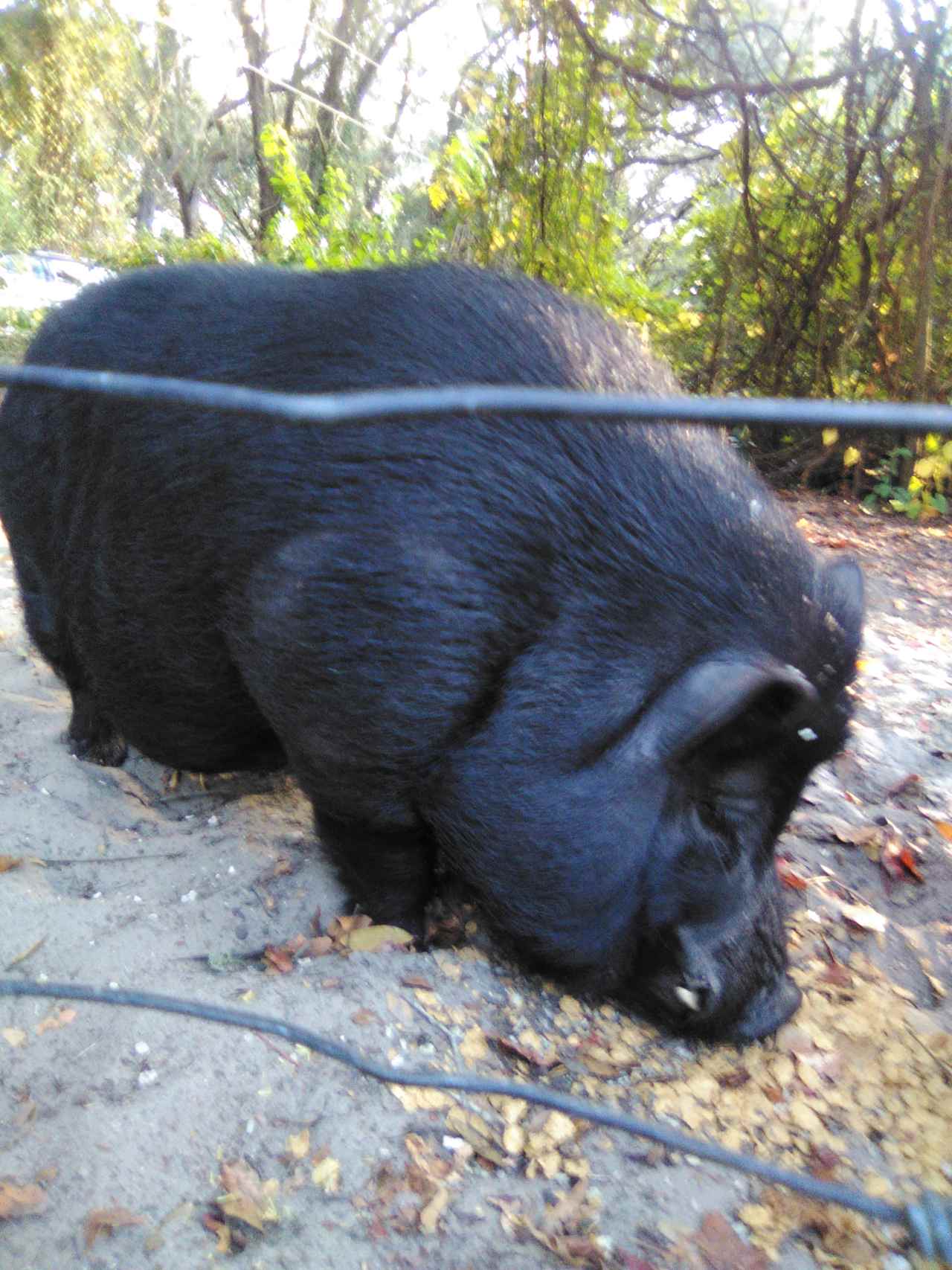 Moss Bluff Ocala National Forest