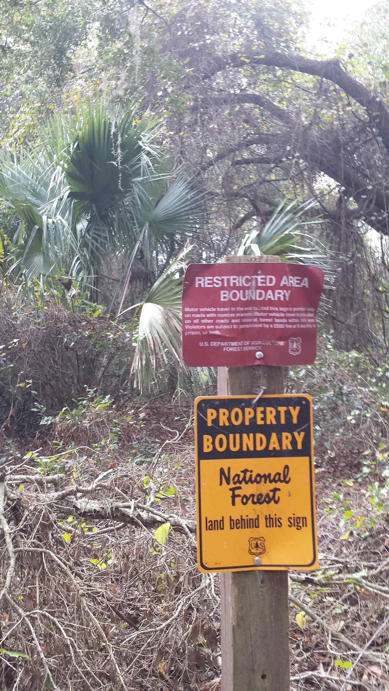 Moss Bluff Ocala National Forest