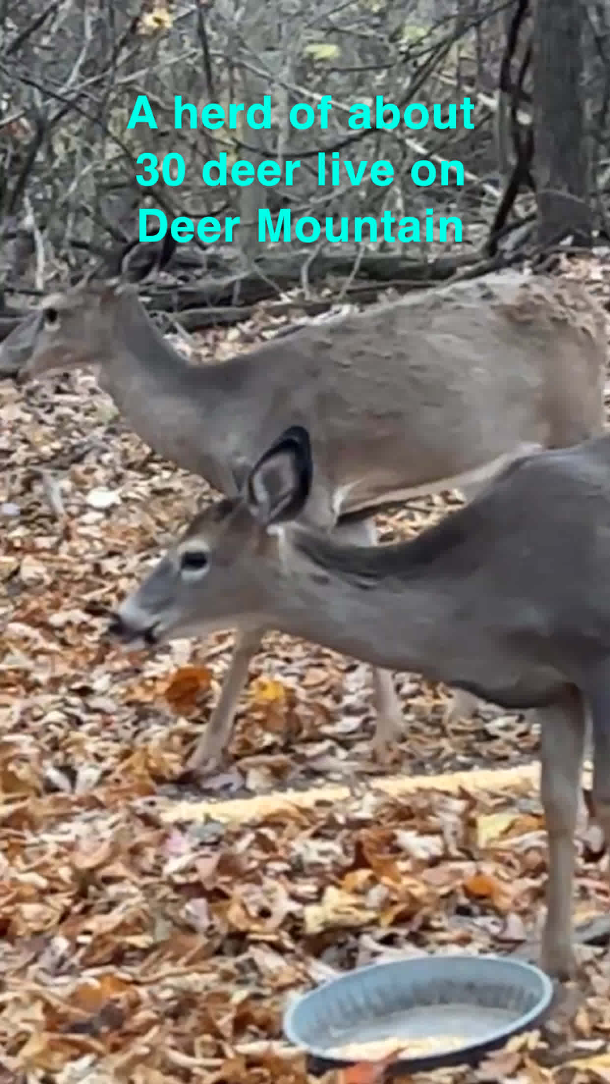 Deer Mountain Escape