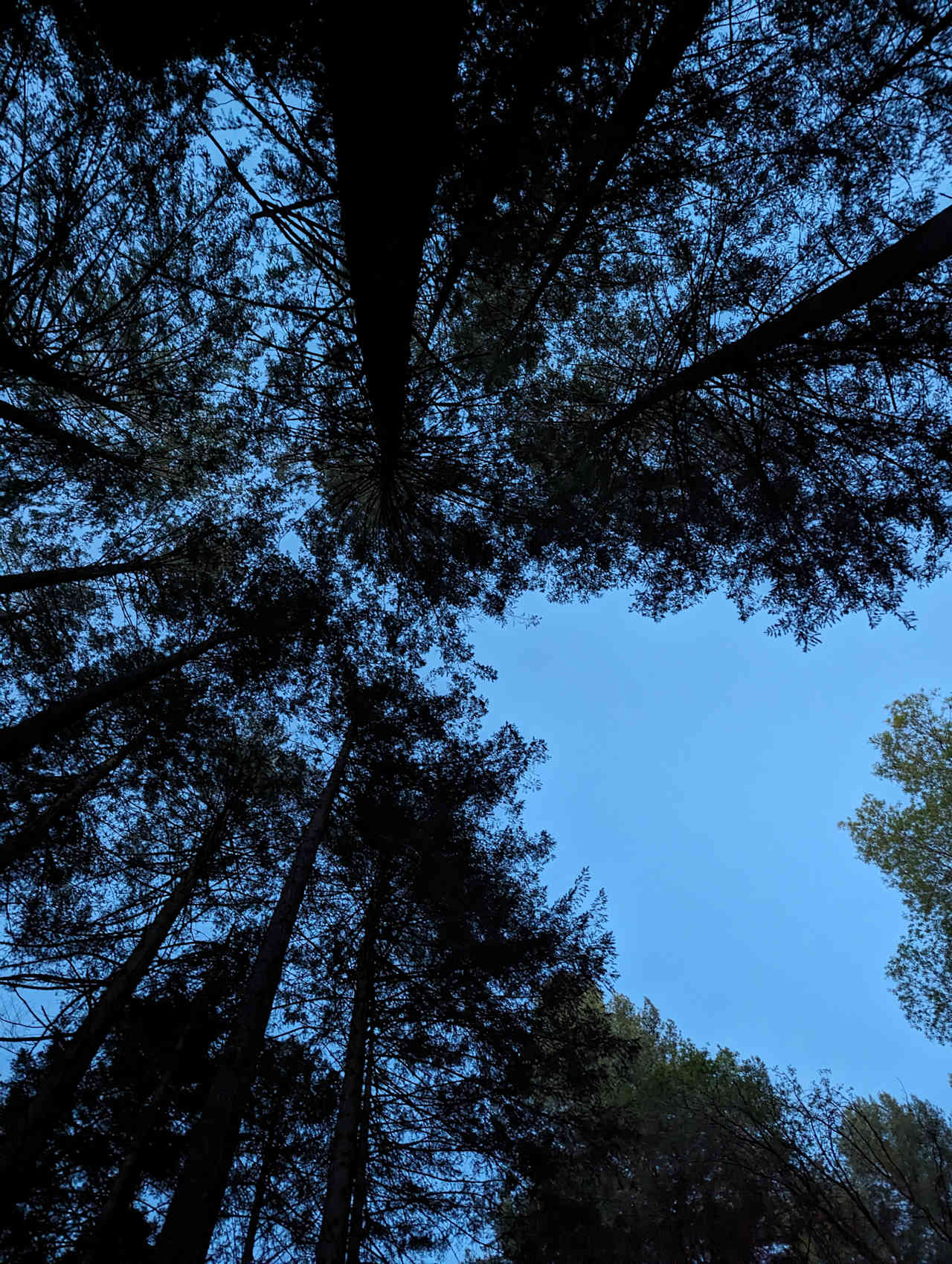 Peaceful Camping in the Cedars