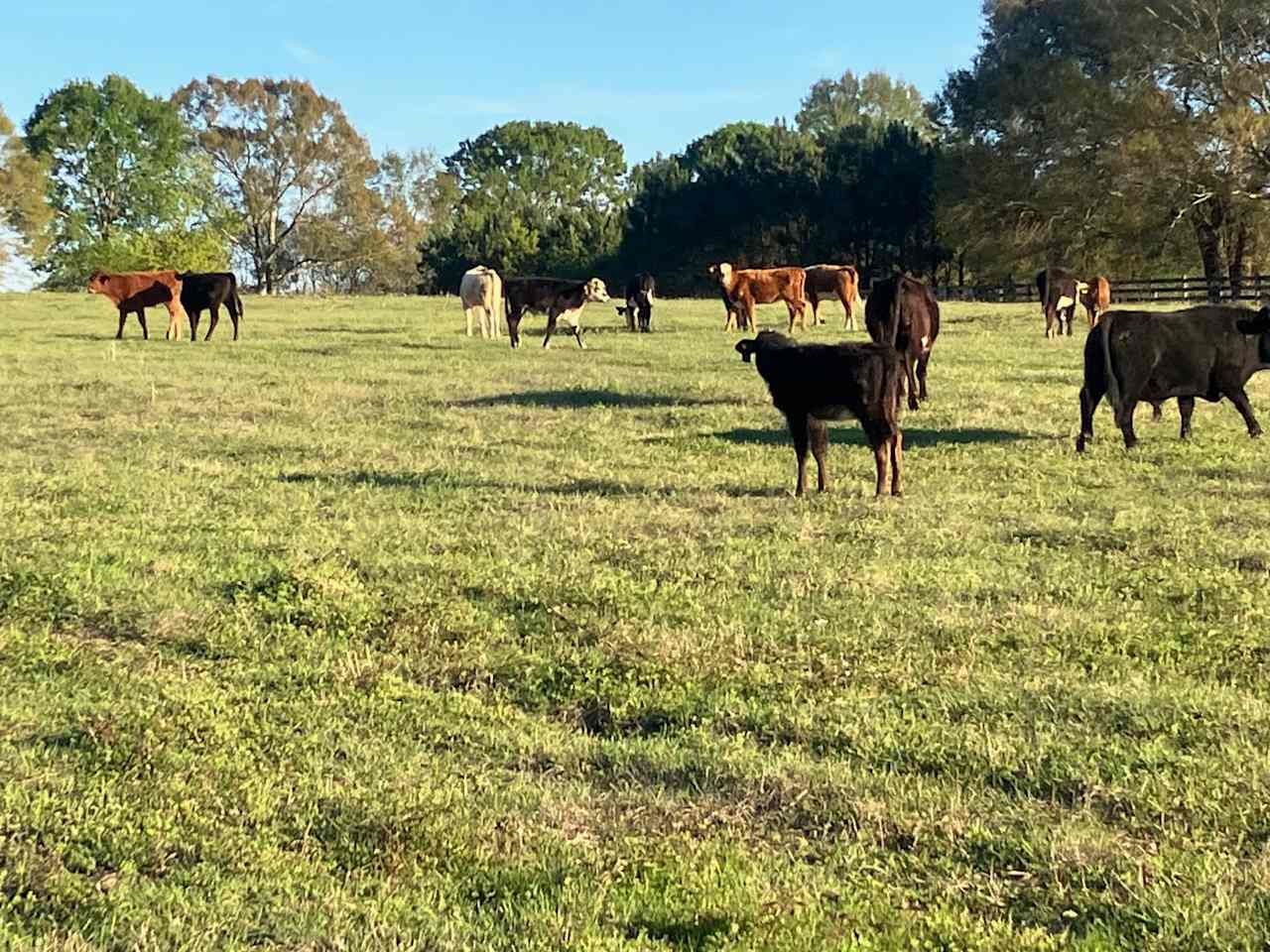 Cooley Cattle Farm