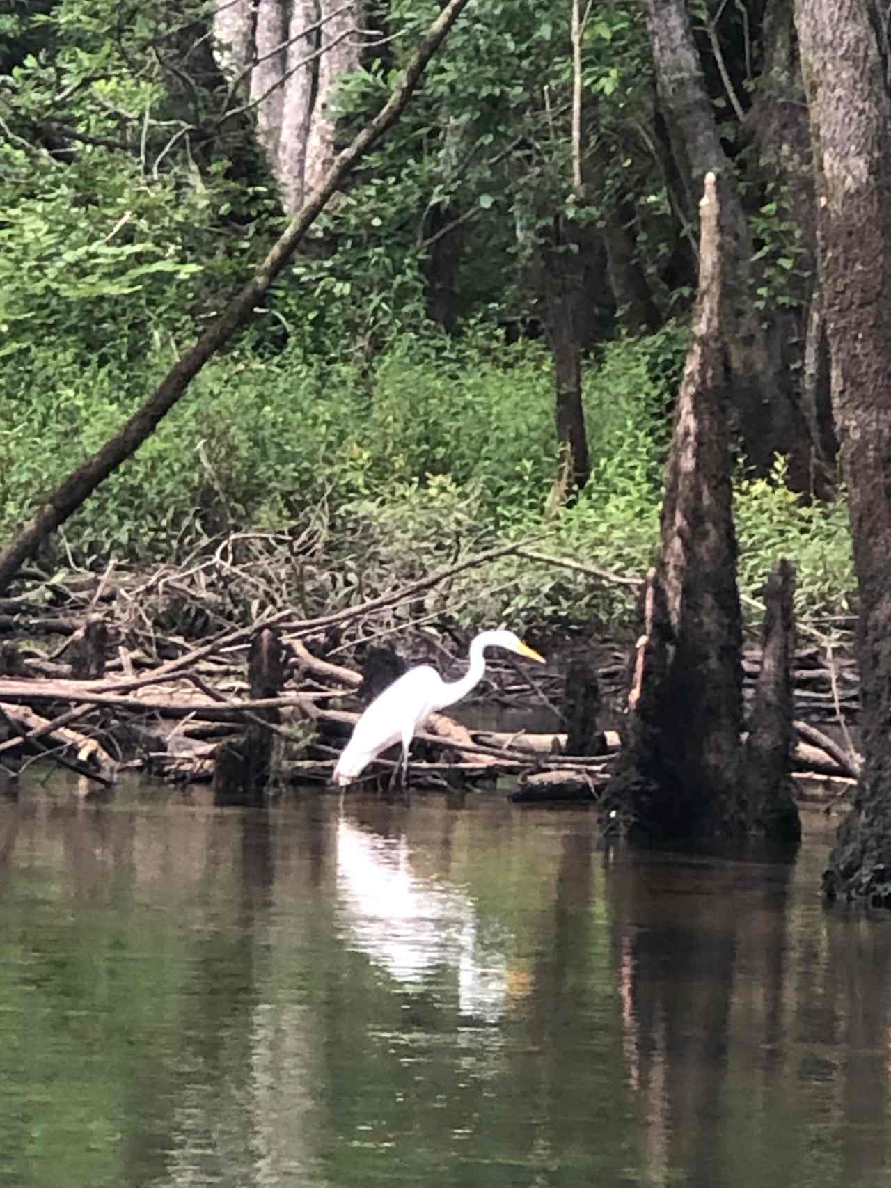 Stay And Play The Cypress